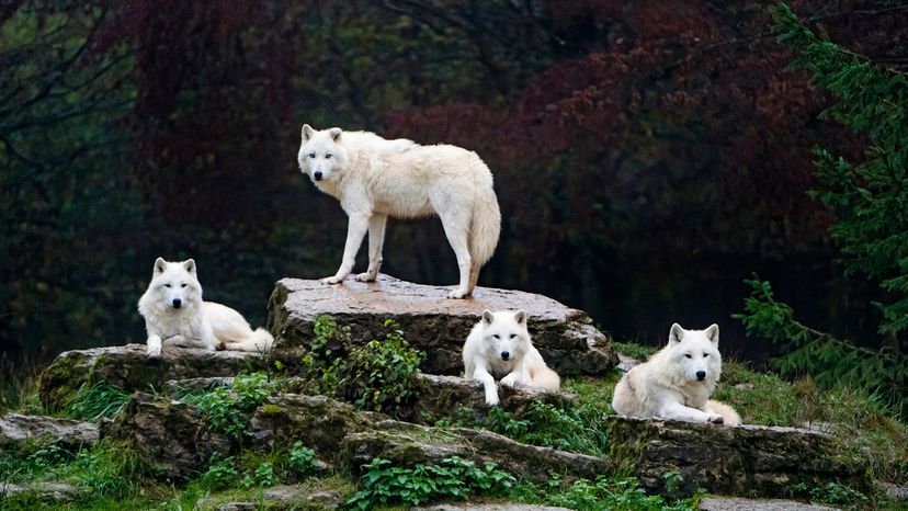 Arctic wolves