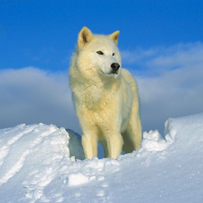 Arctic Wolf