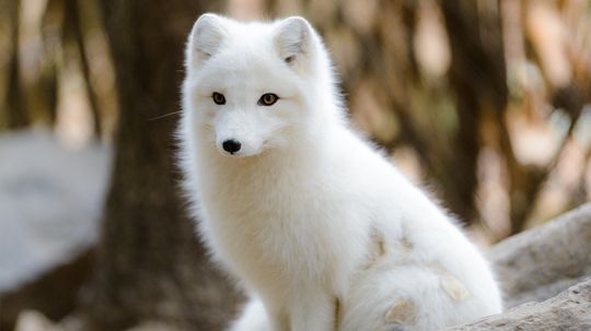 Baby It's Cold Outside! How the Arctic Fox Survives Frigid Temps