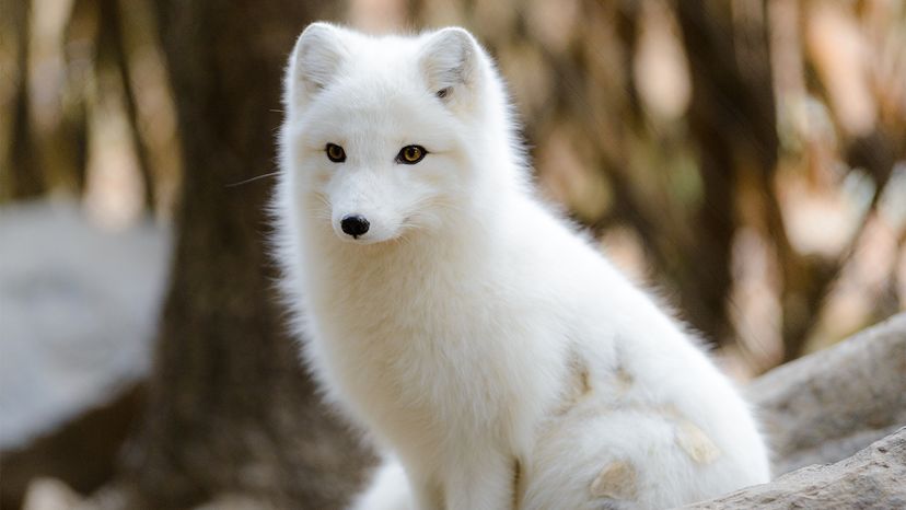 White store fox dog