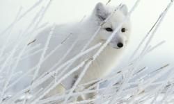 arctic fox