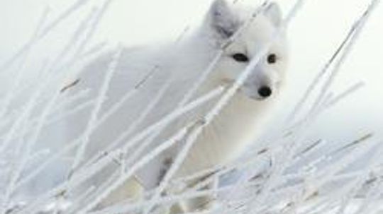 Arctic Animal Pictures