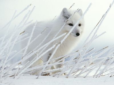 arctic animals photos