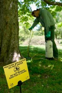 An arborist's job can range from routine -- sprucing up tree branches -- to dangerous -- removing tree branches from power lines. Here, arborist John Massing sprays pesticide at the base of a horse chestnut tree in Central Park, New York City.