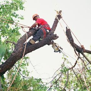 Arborist Safety Tips for Tree Work - Rock-N-Arbor