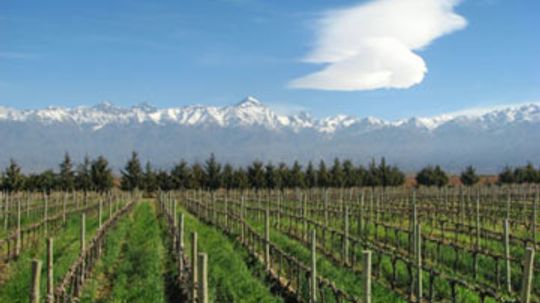Ultimate Guide to Argentinian Wines