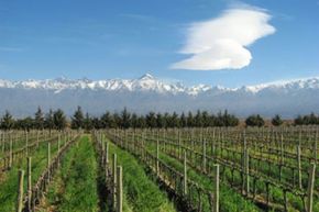 Argentina is among the top five wine producing regions (by volume of wine produced) in the world.