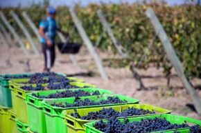 第一批阿根廷葡萄树是在16世纪中叶由新来的西班牙殖民者在门多萨地区种植的。＂width=