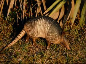 Armadillo Rolled Into Ball