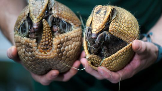 How do armadillos roll into a ball?