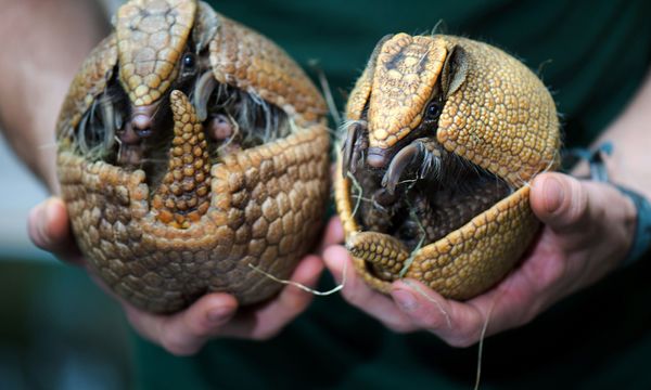 Armadillo Ball