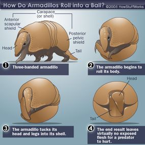 Armadillo Control Methods and Techniques