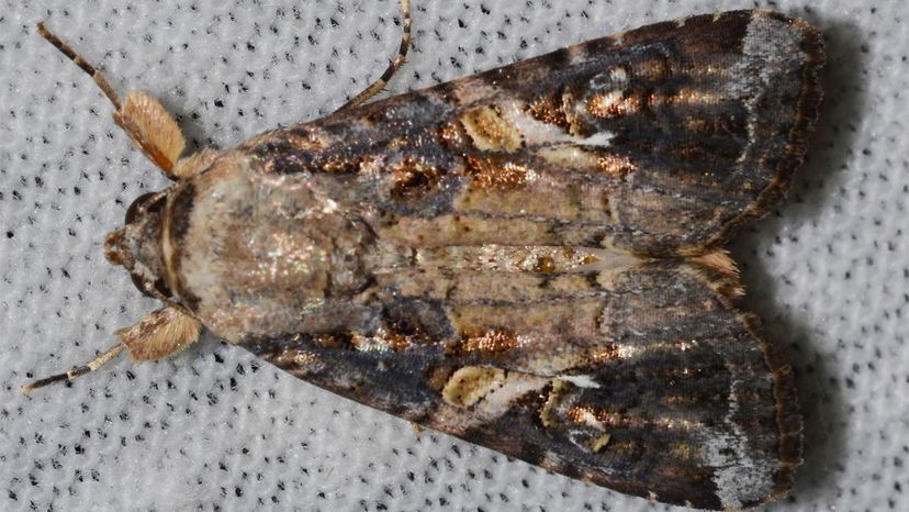 The fall armyworm moth		