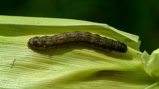 Armyworms Are Chomping Through Lawns Across the U.S.“border=