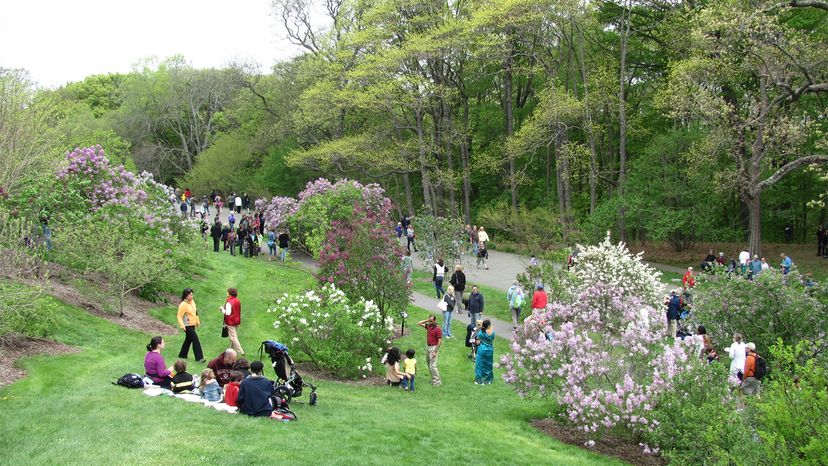 Arnold Arboretum	