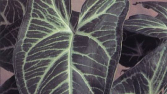 箭头的葡萄树”width=