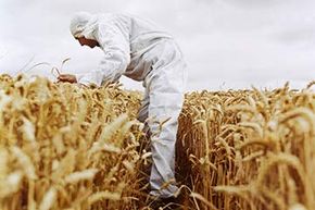 wheat field with scientist