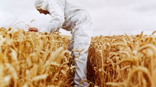 Is all of today's wheat technically artificial?