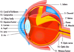 The anatomy of the eye