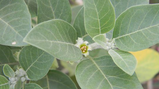 What Is Ashwagandha?