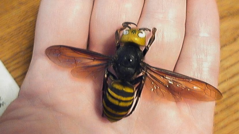 Asian Giant Hornet