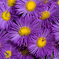 Asters serve as the symbol for the 20th wedding anniversary.