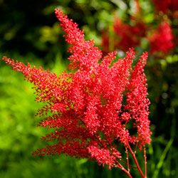 A close shot of an astilbe plant and a form of false &quot;goat's beard&quot;