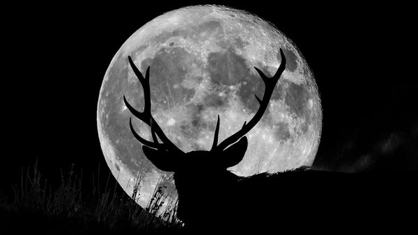 supermoon with the silhouette of a wild stag on a hill at night.