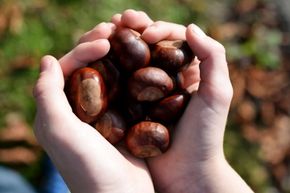 Someone holds a handful of buckeye seeds.