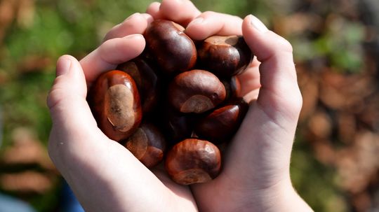 Why is a buckeye seed in your pocket good luck?