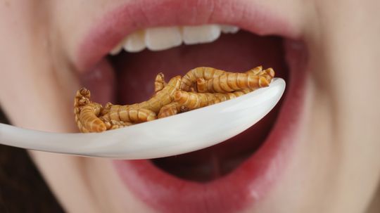 How many bugs do I eat every year?