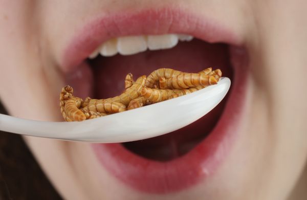 girl eats insects