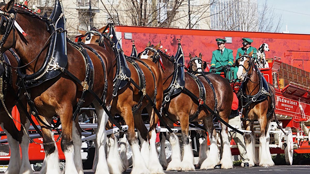 Budweiser's Clydesdales How These 'Gentle Giants' Came to Symbolize a