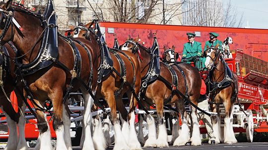 Budweiser's Clydesdales: How These 'Gentle Giants' Came to Symbolize a Brand