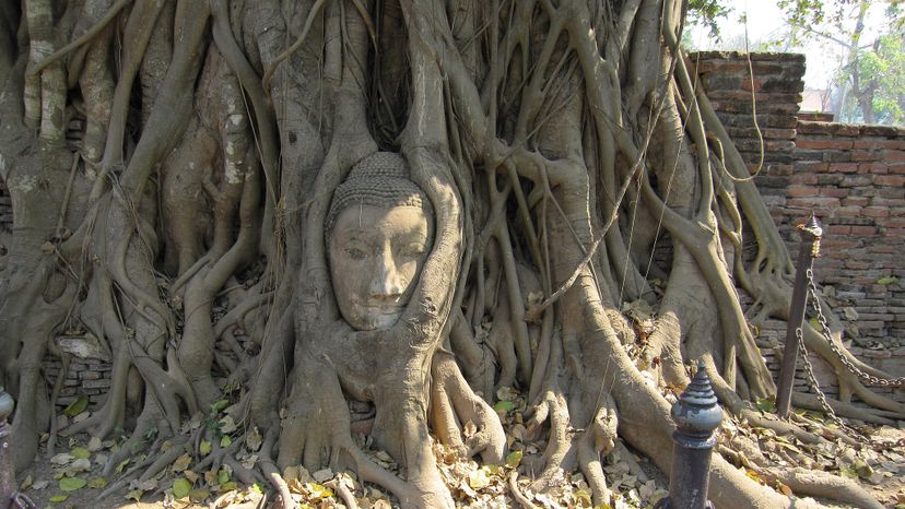 	Banyan tree