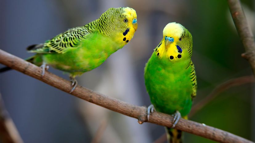 Budgies english