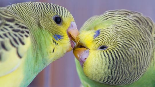 Budgies Are Super Social and Make Great Pets