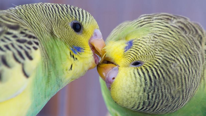 budgies	