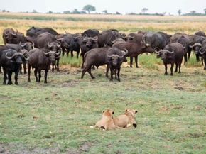 How do African defend themselves lions? |