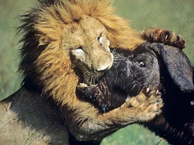 How do African defend themselves lions? |