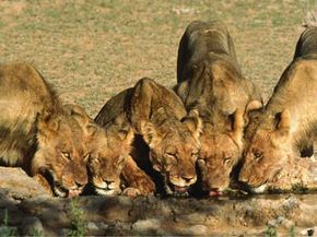 The pride takes a water break at Kalahari Gemsbok National Park, South Africa“border=