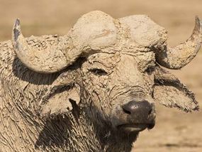 An African buffalo covered in mud