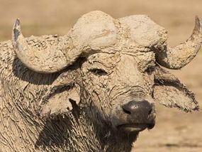 do African buffalo defend themselves from | HowStuffWorks