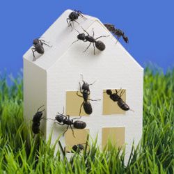 How do you keep bugs out of the house?