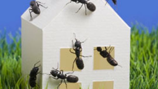 How to Keep Your Home Bug-free in the Summer