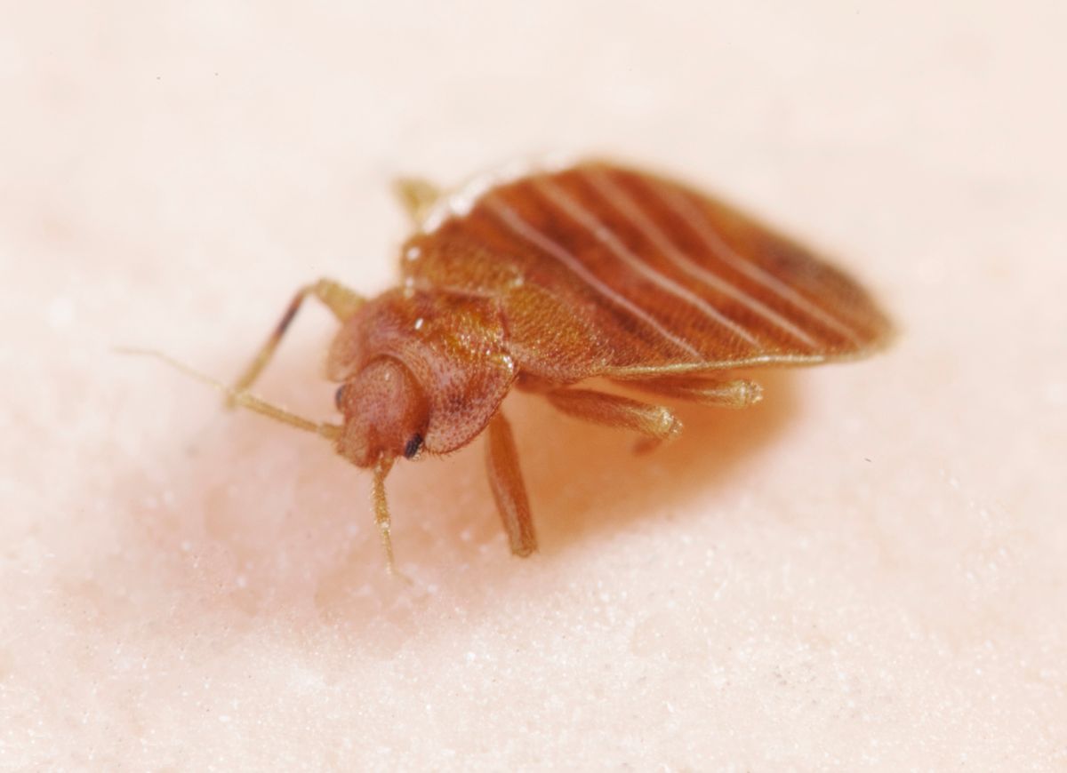 Top 5 Tips for Preventing Bed Bugs