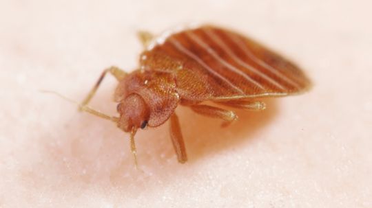 5 Tips to Avoid Bringing Home Bed Bugs From Your Hotel Stay