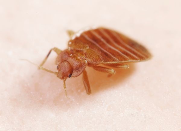 It's unlikely secretive bed bugs will like hanging out in the bathroom.