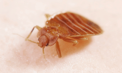 It's unlikely secretive bed bugs will like hanging out in the bathroom.