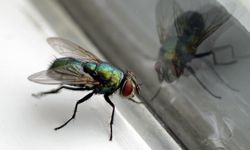 10 Ways To Bug Proof Your Home Howstuffworks